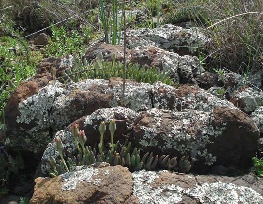 Hereroa glenensis coping with narrowness